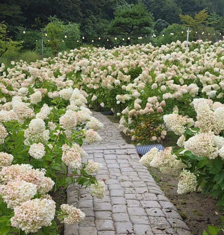 정원의 석조 보도길을 따라 이어진 수국 정원의 산책로 풍경
