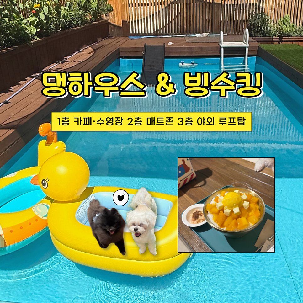 댕하우스 빙수킹 수영장에서 노는 반려견