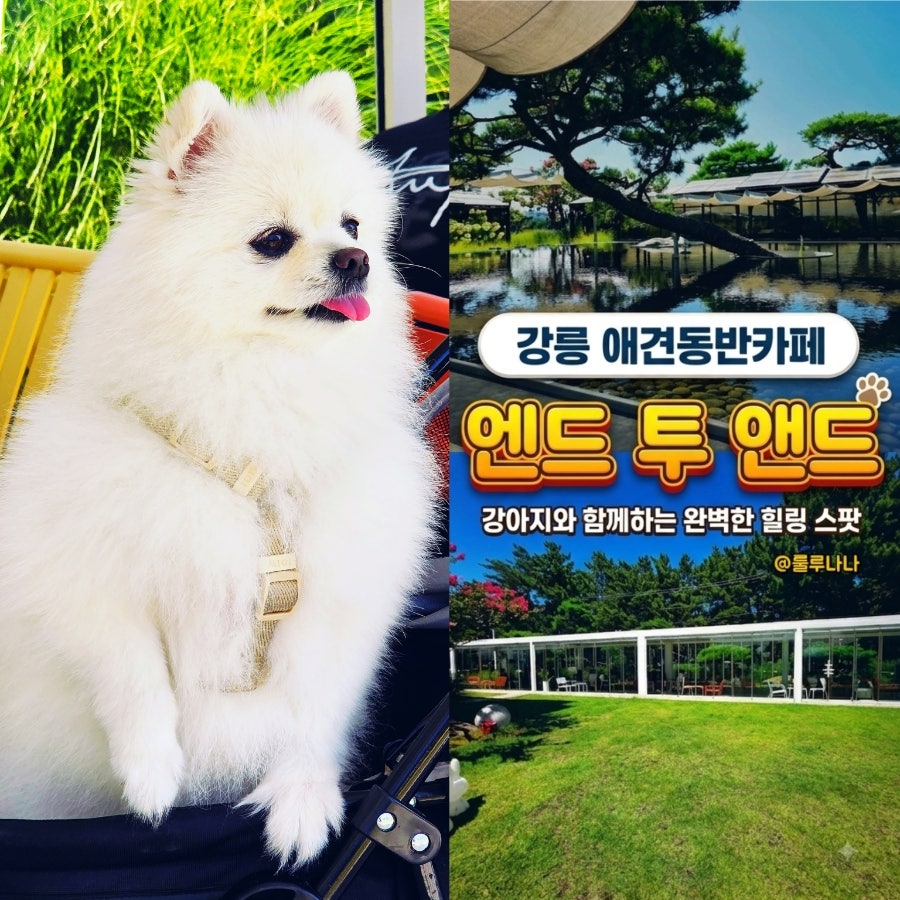 엔드투앤드와 반려견