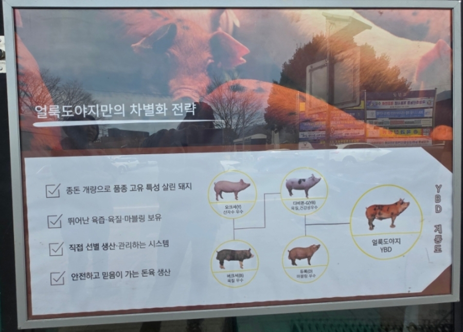 요크셔·버크셔·듀록을 교배한 얼룩돼지(YBD) 품종을 설명하는 안내판.