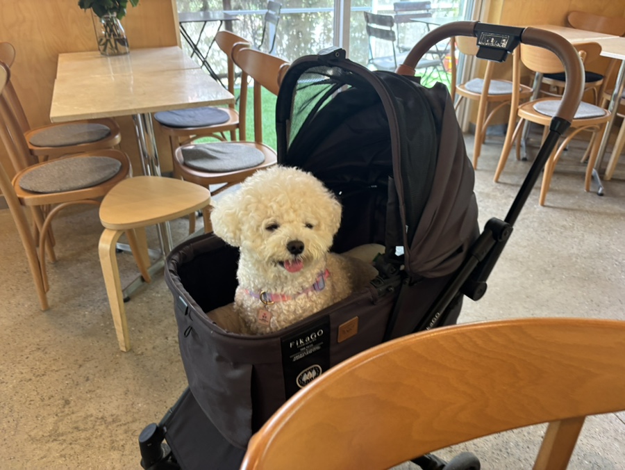레드빅, 반려견과 함께