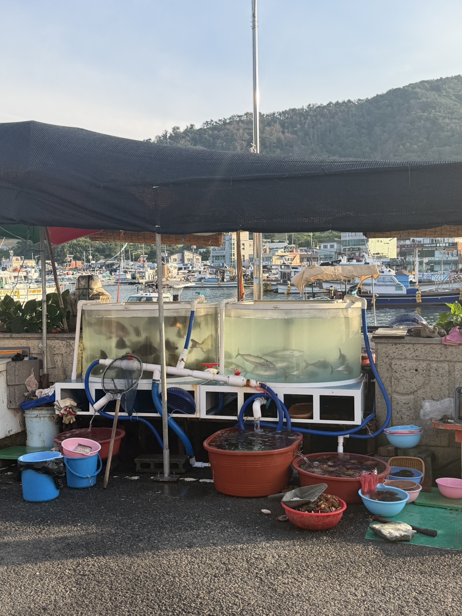 매장 앞 수조. 고등어를 비롯한 활어가 살아있는 상태로 준비돼 있습니다.